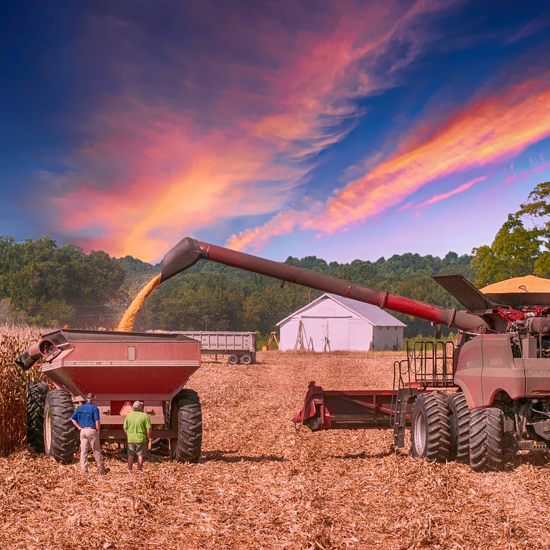 Grain harvest with combine and wagon.