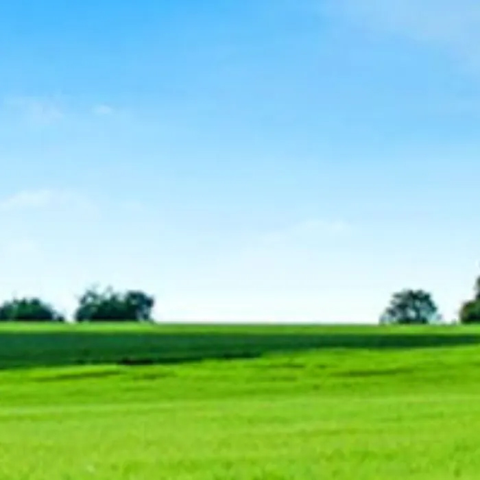 greengrass Green grass blue sky illustration.